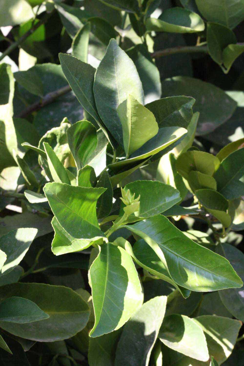              Sun leaves (Riverside, CA)       